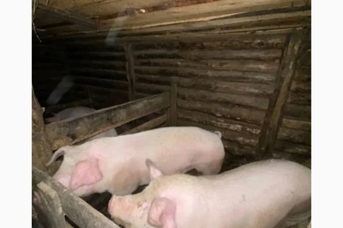 Продажа свиней мясной породы- фото № 1