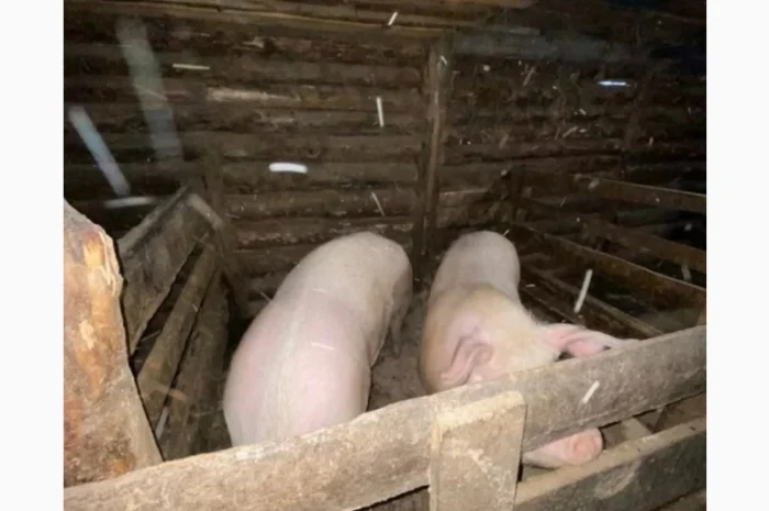 Продажа свиней мясной породы- фото № 2