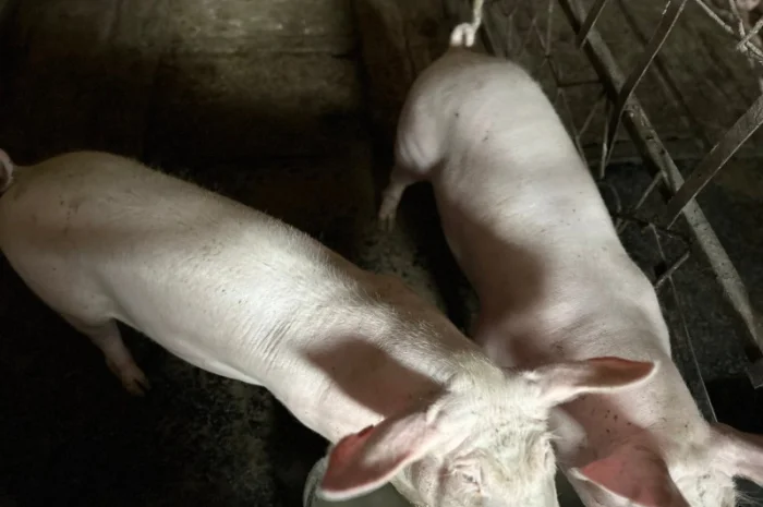 Срочно продам свиней- фото № 1