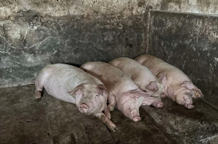 Срочно продам свиней- фото № 2