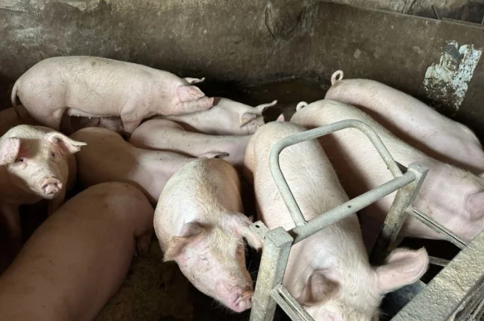 Срочно продам свиней- фото № 5