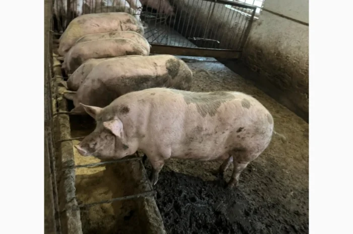 Продам свиней 140-160 кг- фото № 1