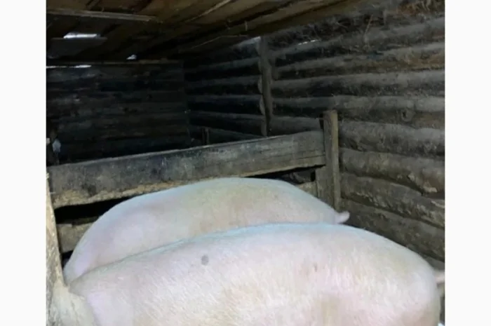 Срочно продам свиней мясного направления- фото № 3