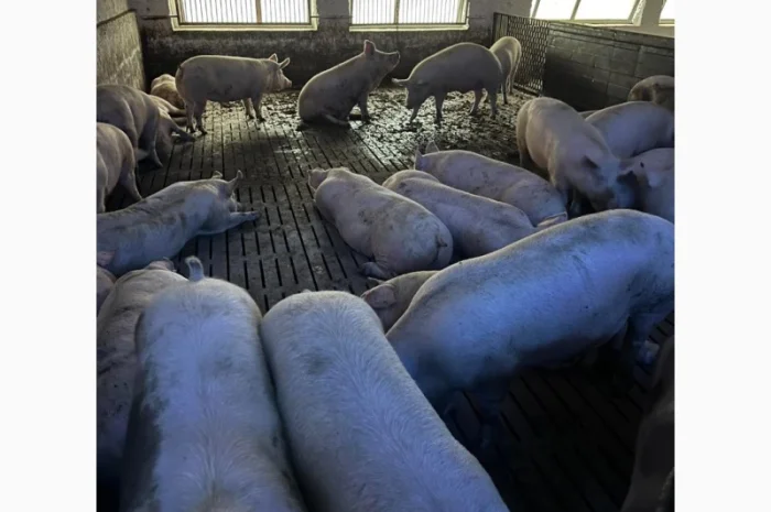 Продам свиней мясной породы- фото № 1