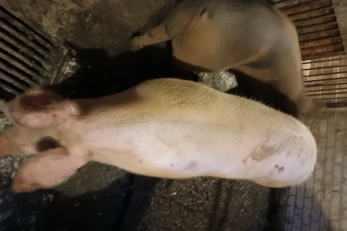 Продаются свиньи живым весом- фото № 1