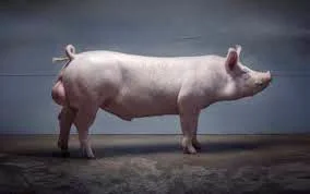 Продам спермодозы хряка- фото № 1