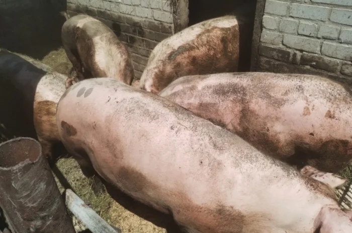 ПРОДАМ свиней 11 голів живою вагою від 120 до 150 кг- фото № 1