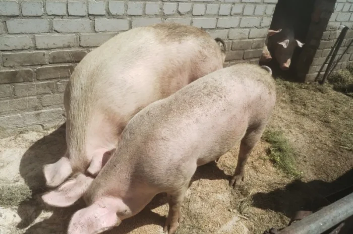 ПРОДАМ свиней 11 голів живою вагою від 120 до 150 кг- фото № 2