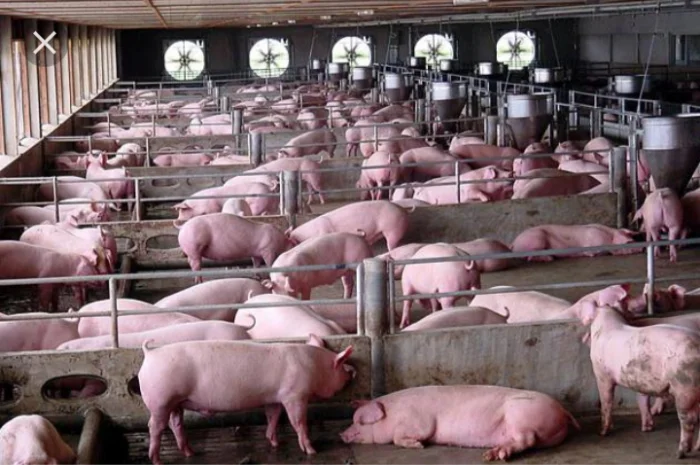 Купуємо свиней-свиноматок у Київській області- фото № 1