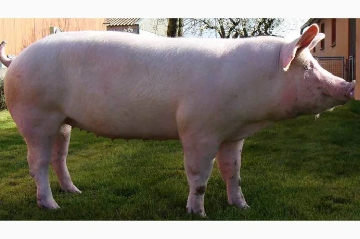 Продам кабанів, свинів- фото № 1