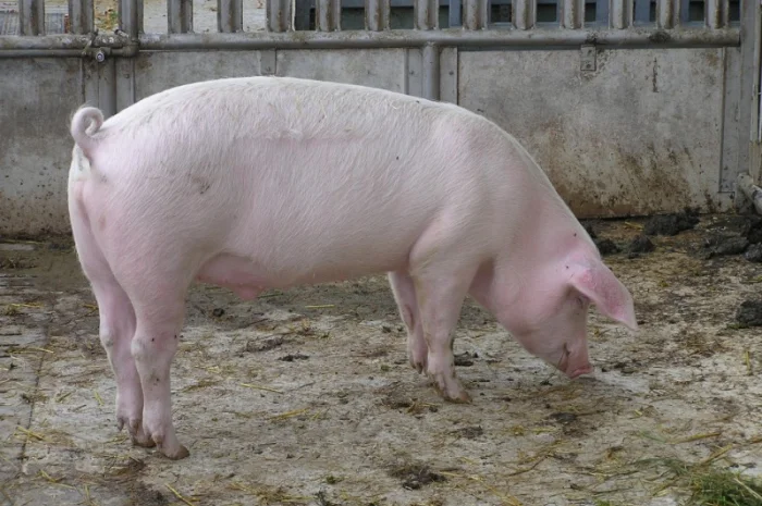 Продам кабанів, свинів- фото № 2