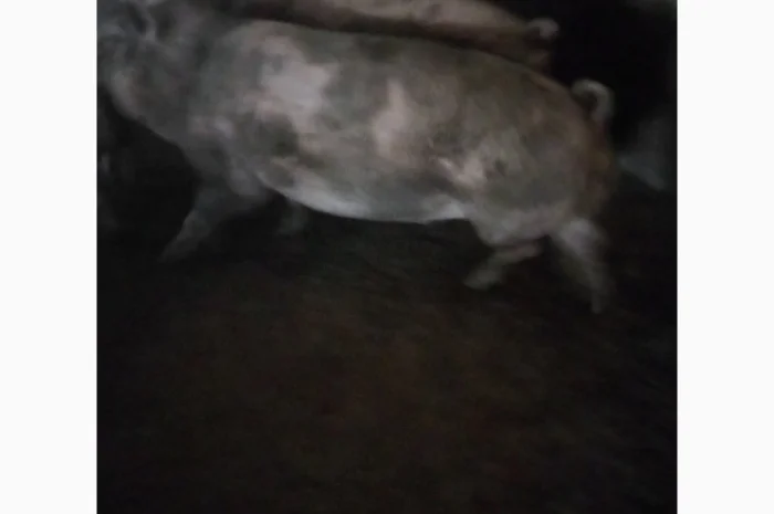 Продам свиней живою вагою- фото № 1