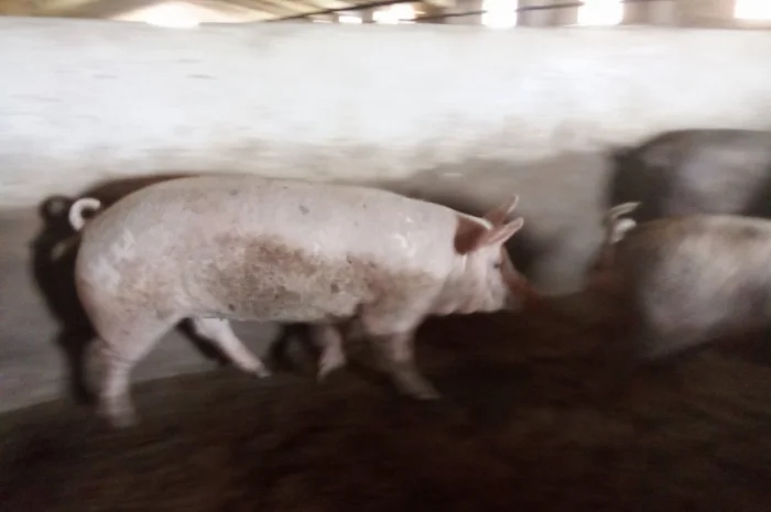 Продам свиней живою вагою- фото № 2