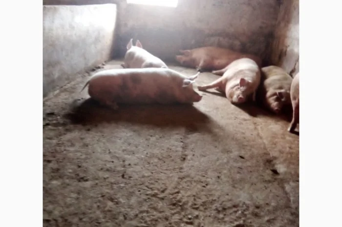 Продам свиней живою вагою- фото № 3