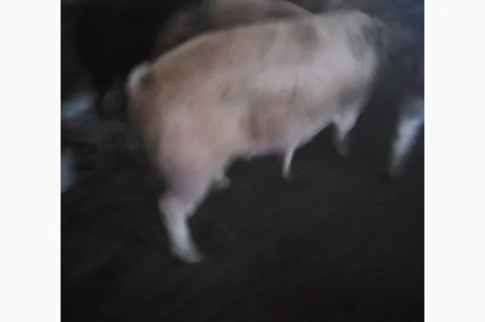 Продам свиней живою вагою- фото № 4