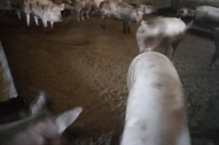 Продам свиней живою вагою- фото № 5