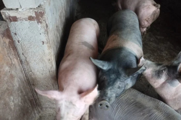 Продам свині мясні живою вагою 120-170кг- фото № 1