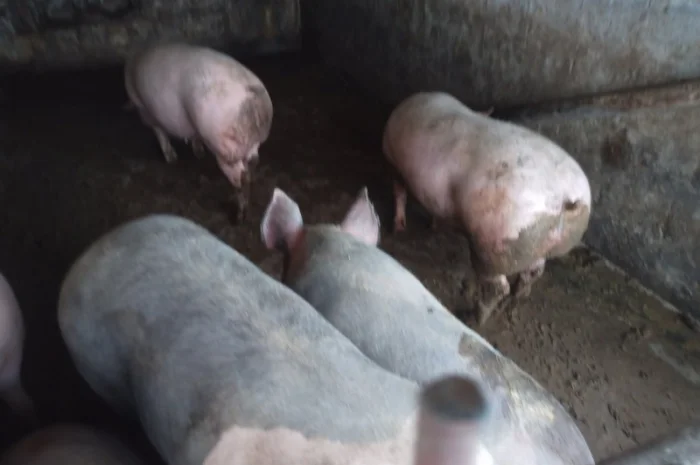 Продам свині мясні живою вагою 120-170кг- фото № 2