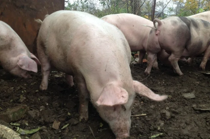 Продам свиней живым весом- фото № 1