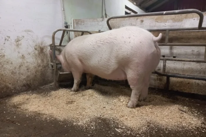 Чистопродні свинки і кнурці- фото № 1