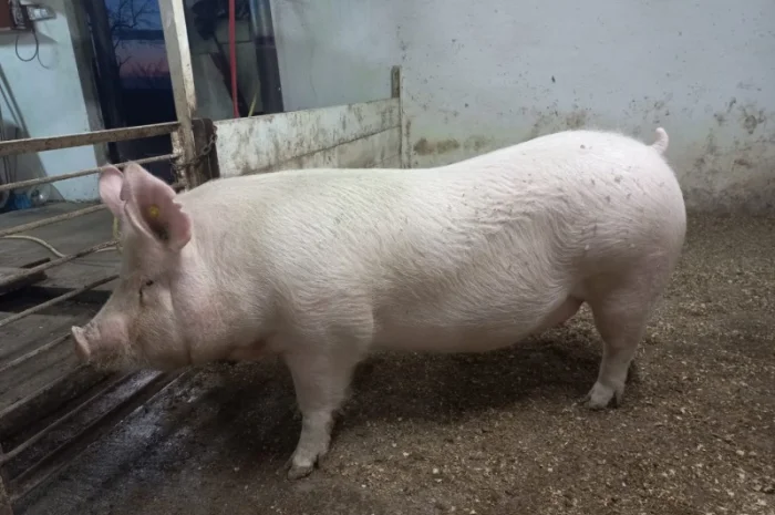 Чистопродні свинки і кнурці- фото № 2