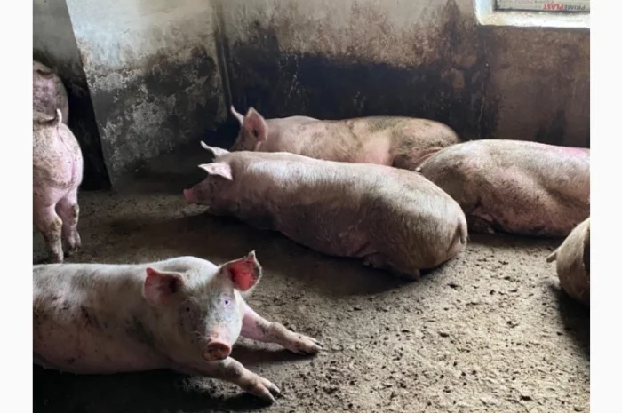 Продам свиней живою вагою 120-140 кг- фото № 1