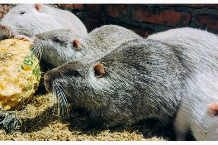 Реалізація пушного звіра- фото № 1