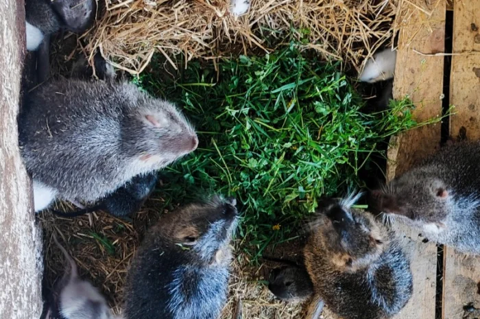 Молодняк! Різні! Нутрії- фото № 1