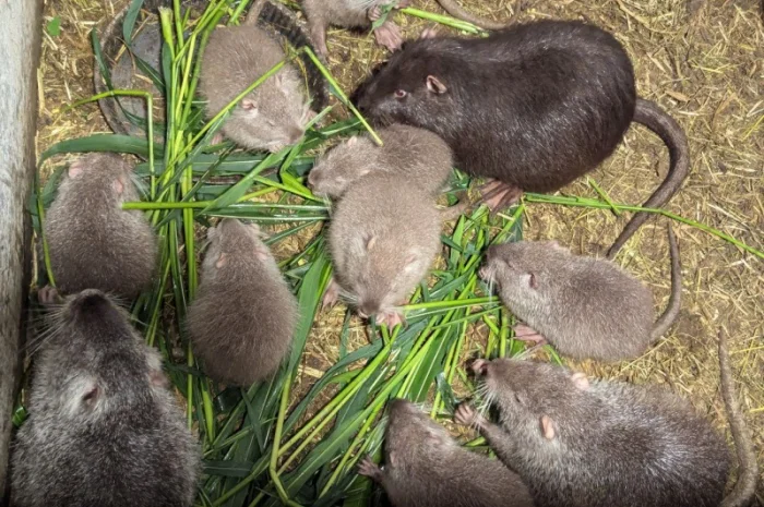 Нутрія- молодняк в наявності- фото № 1