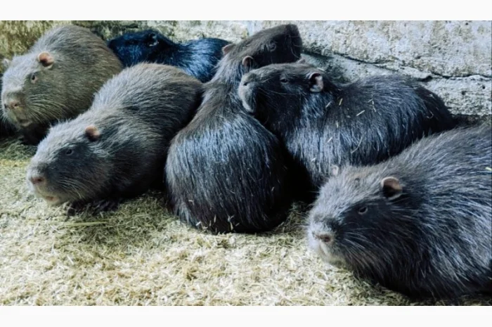 Нутрия- самки та самці- фото № 1