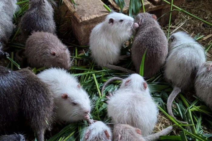 Нутрія - продам пушного звіра- фото № 1