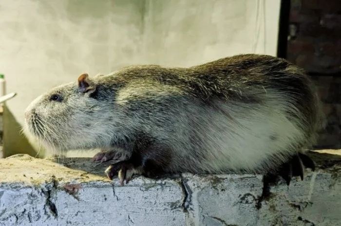 Нові сім'ї - нутрія- фото № 1