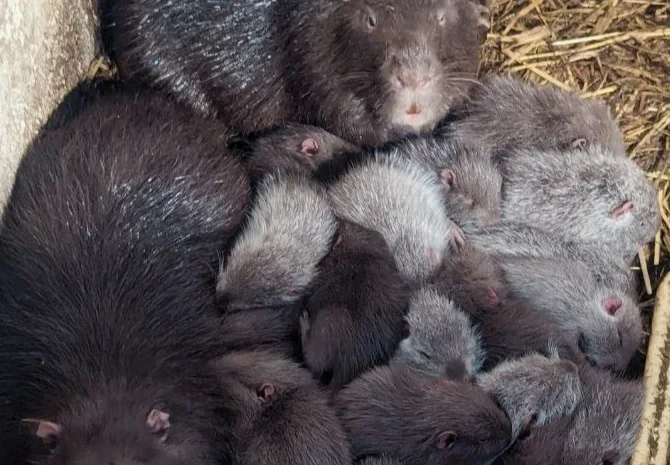 Щенок нутрии- уточните- фото № 1