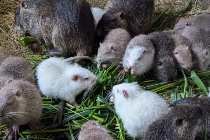 Реалізація - пушного звіра. Нутрія- фото № 1