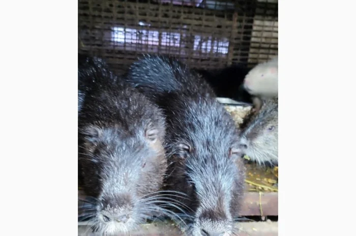 Нутрии на племя- фото № 1