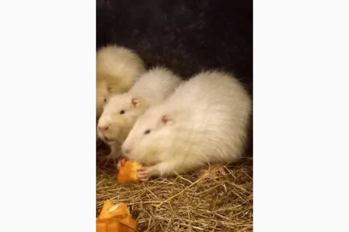 Продам молодняк нутрій- фото № 1