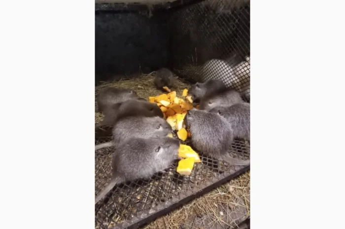 Продам молодняк нутрій- фото № 2