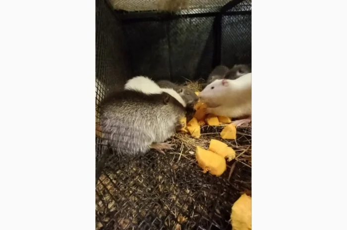 Продам молодняк нутрій- фото № 3