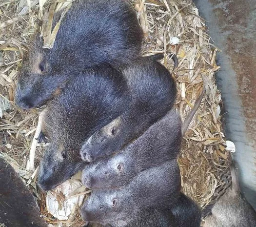 Продам самців та самок нутрії- фото № 1