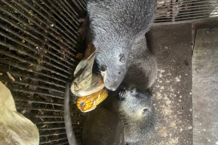 Продам нутрії- фото № 1