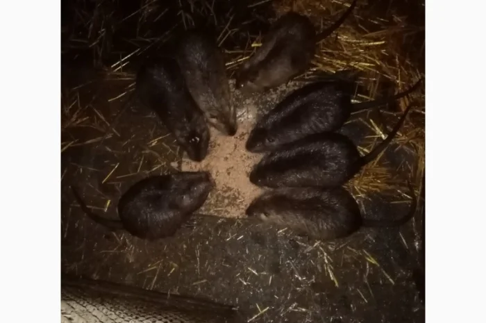 Нутрії, самці парувального віку- фото № 1