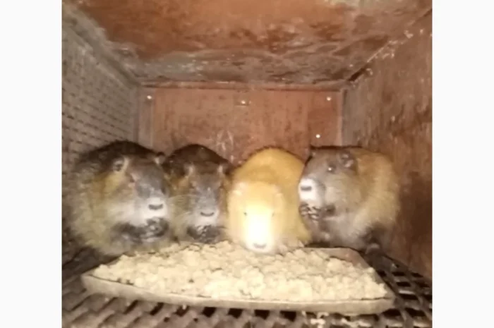 Нутрії, самці парувального віку- фото № 2