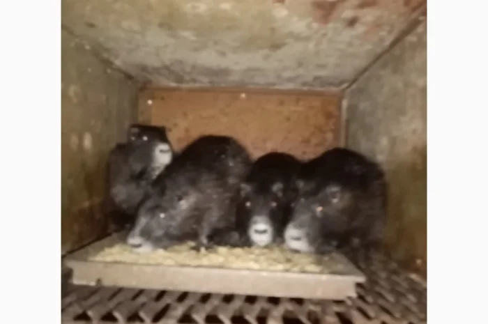 Нутрії, самці парувального віку- фото № 3