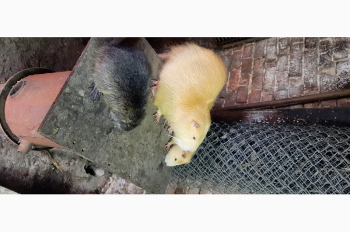 Нутрії, молодняк нутрії- фото № 1