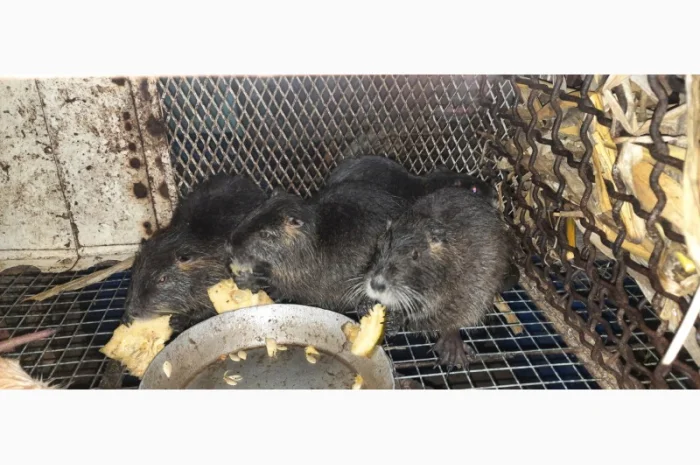 Нутрії, молодняк нутрії- фото № 11