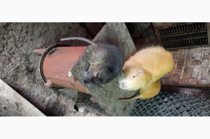 Нутрії, молодняк нутрії- фото № 2