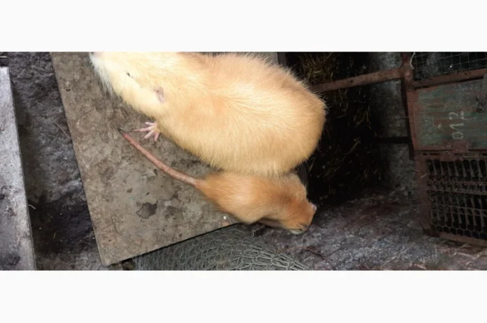 Нутрії, молодняк нутрії- фото № 3