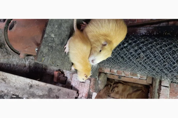 Нутрії, молодняк нутрії- фото № 4