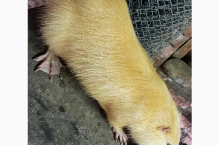 Нутрії, молодняк нутрії- фото № 5