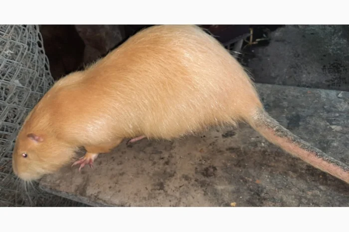 Нутрії, молодняк нутрії- фото № 6